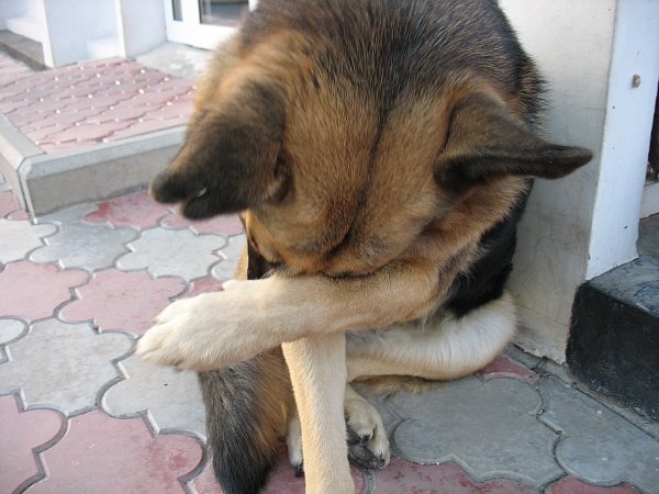 Собаке стыдно