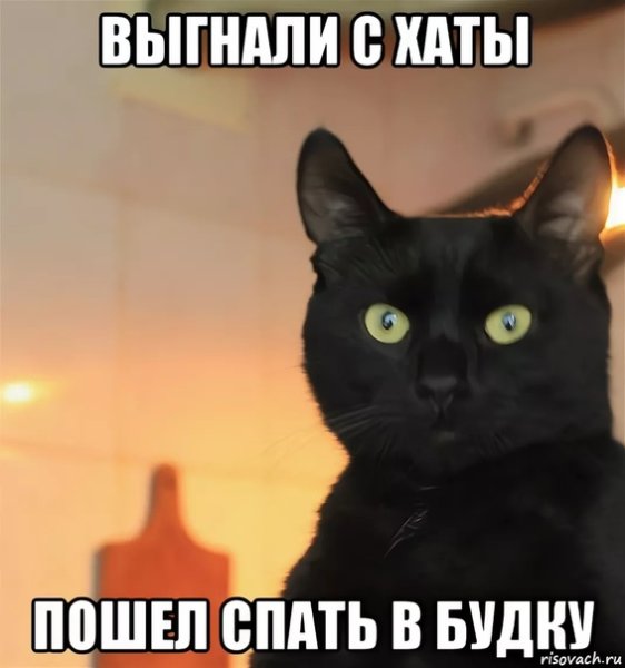 Черный кот Мем