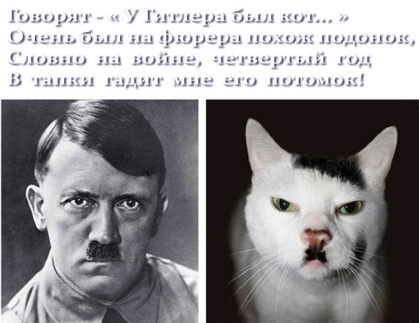 Кот Гитлер прикол