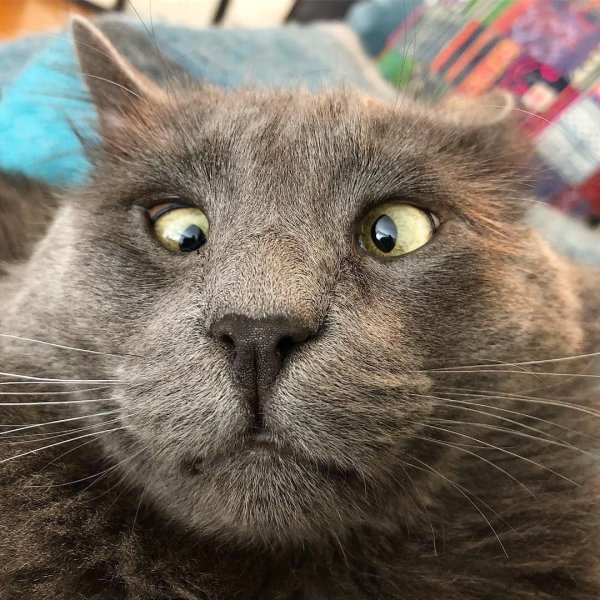 Кот с раскосыми глазами