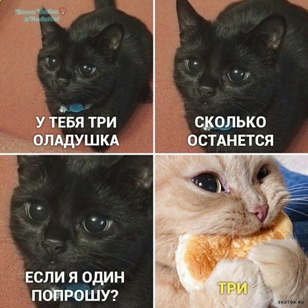 Кот из мемы