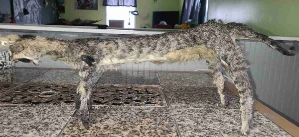 Чучело кота