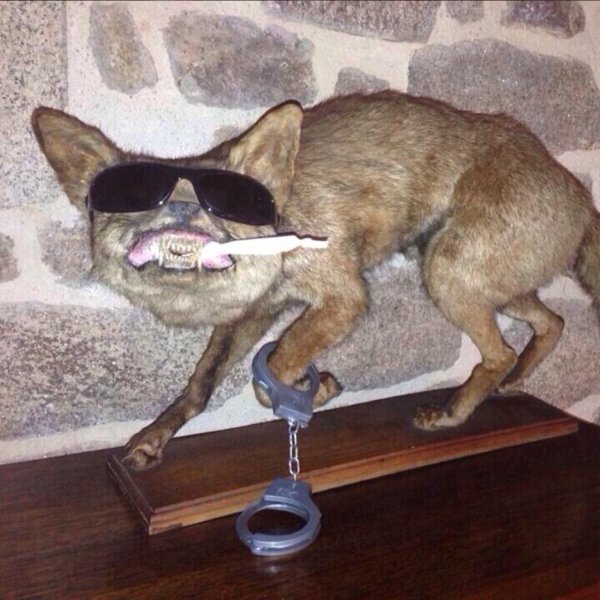 Чучела животных