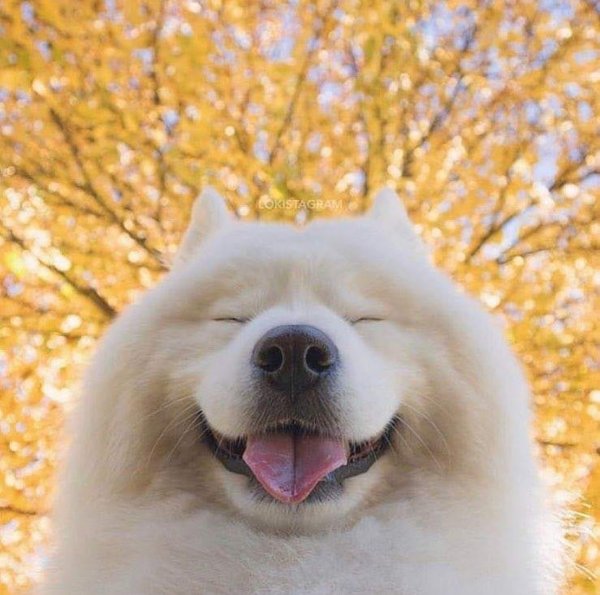 Лайка самоед