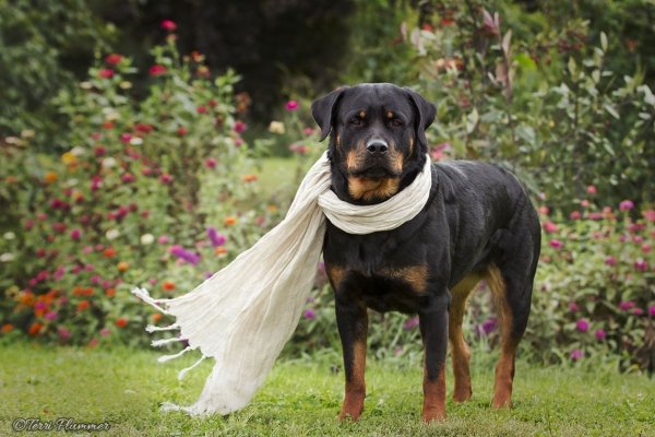 Фотогеничная собака