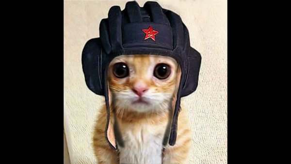 Кот в шлеме