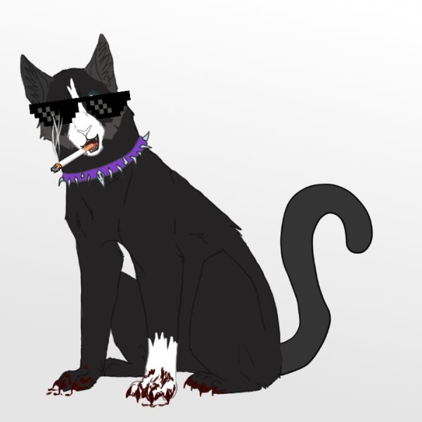 Коты Воители Бич мемы