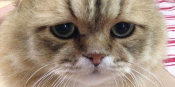 Кот со слезами