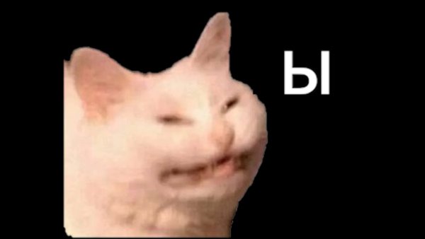 Кот щурится