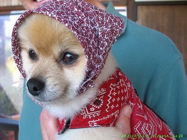 Собака в косынке