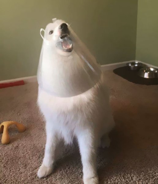 Смешная белая собака