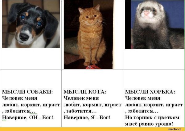 Владельцы кошек и собак