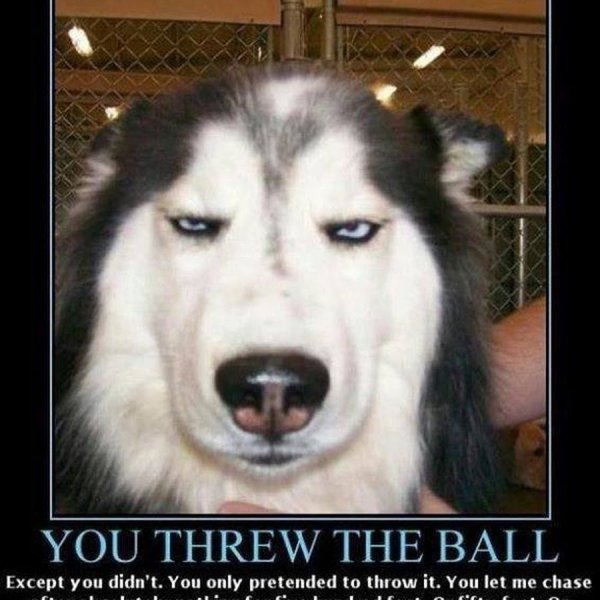 Хаски подозревака