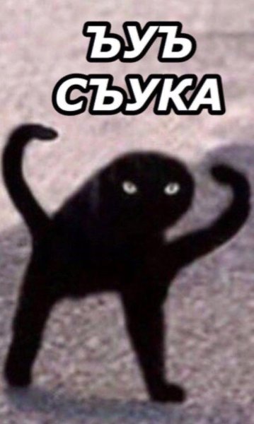 Черный кот Мем