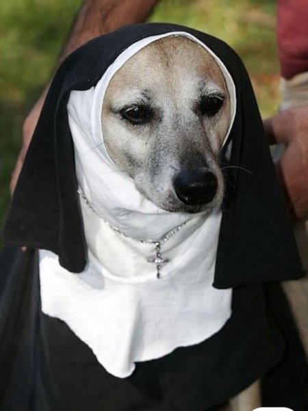 Собака монахиня Мем