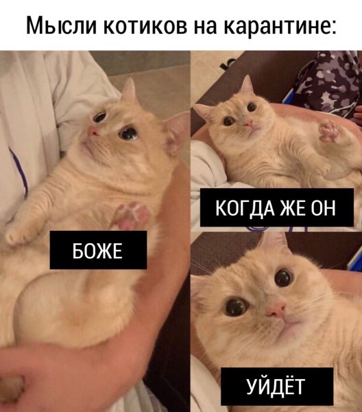 Про кота и кошку