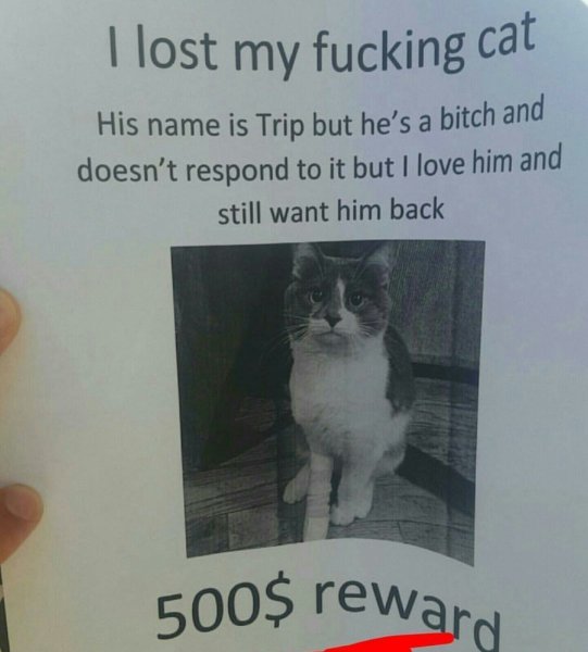 Объявление о пропаже кота