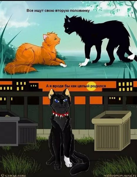 Коты Воители Звездоцап приколы