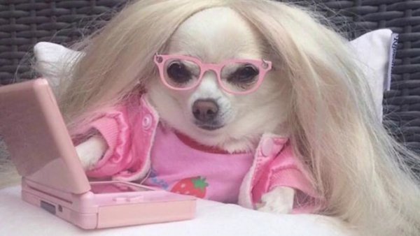 Розовая собака Мем