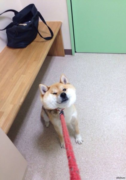 Поводок для собак