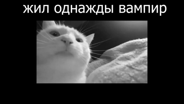 Мем кот танцует головой