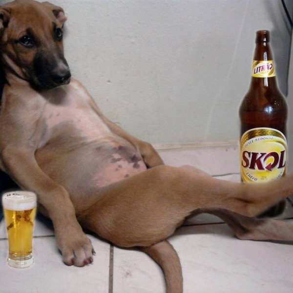 Смешные собаки с пивом