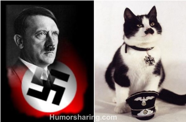 Кот Адольф похожий на Гитлера