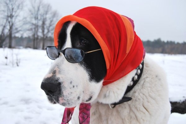 Собака в платочке
