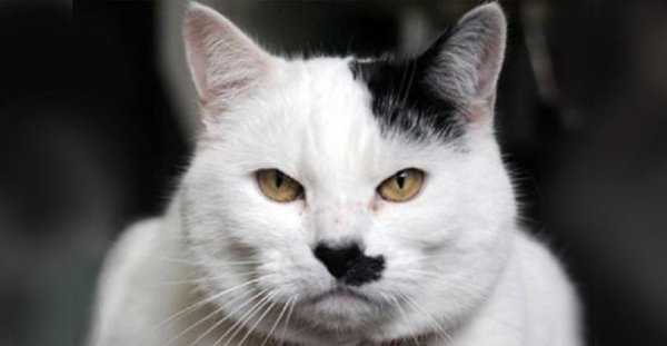 Кот из мема про Гитлера