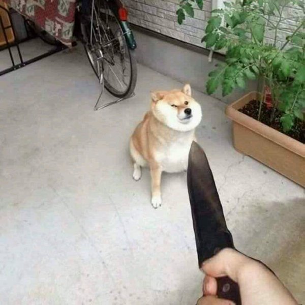 Сиба ину на поводке