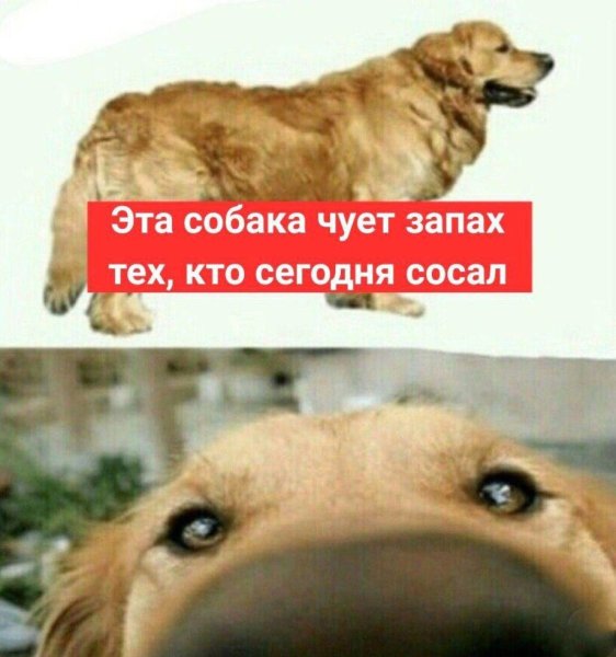 Эта собака чует запах