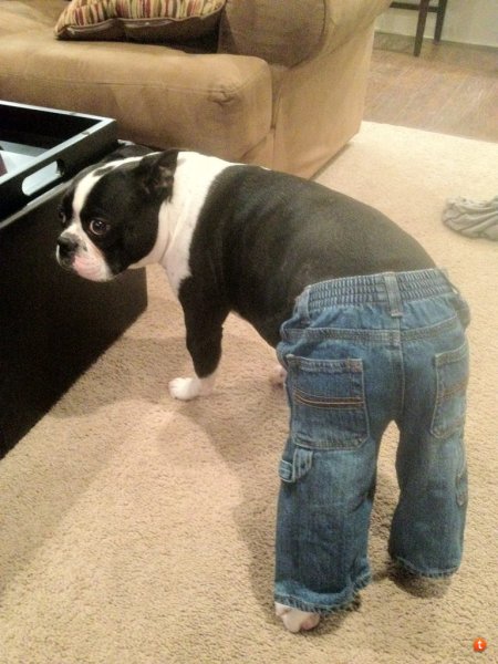 Собачьи штаны