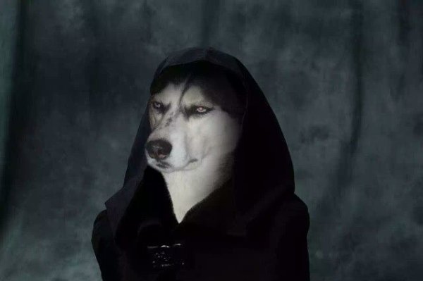 Хаски монашка косплей