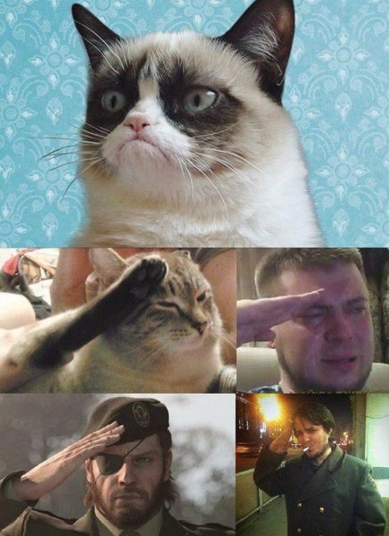 Угрюмый кот