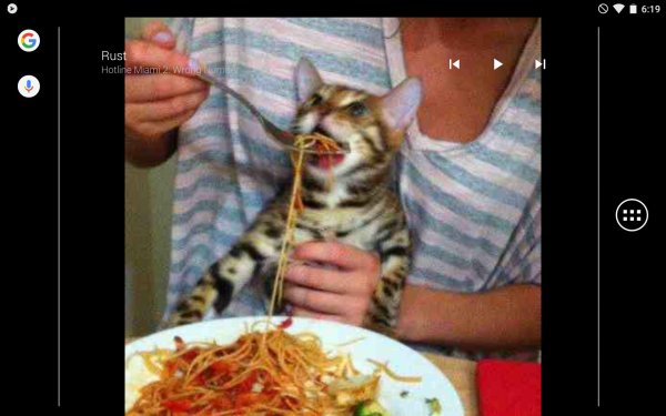 Кота кормят с ложки