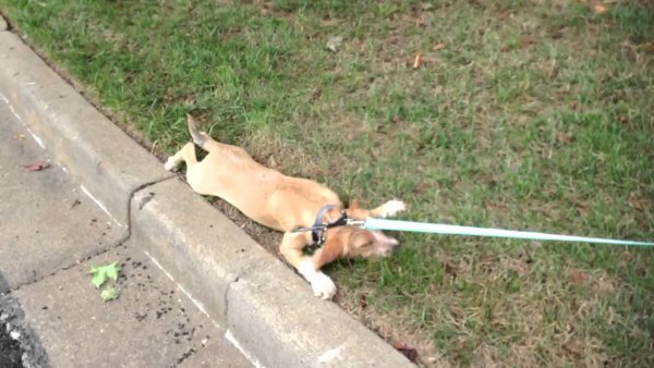 Поводок для собак