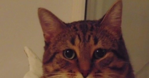 Кот улыбается