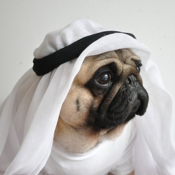 Арабский Мопс