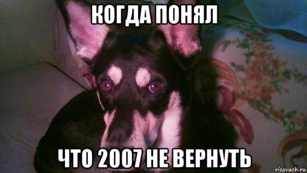 Мемы с собаками