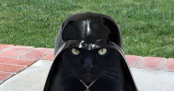 Котик Дарт Вейдер