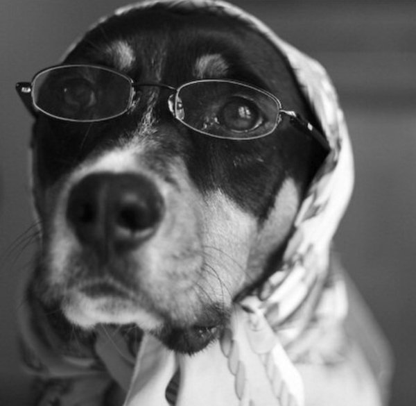 Собака в капюшоне