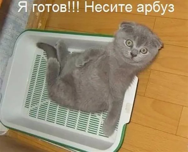Мемы с котами и надписями