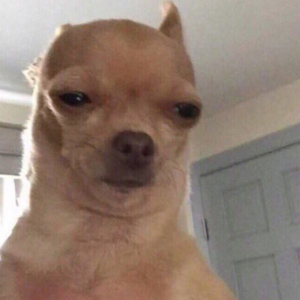 Чихуа щурится