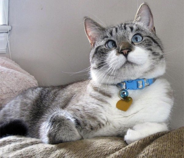 Кот Спанглс порода