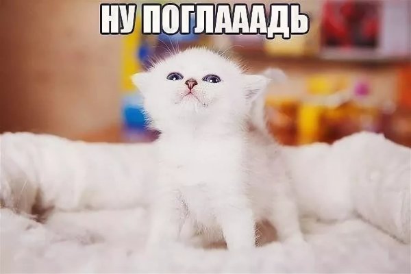 Милые котики с надписями