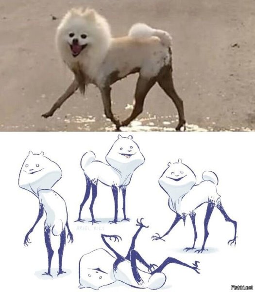 Шпиц с длинными ногами в грязи