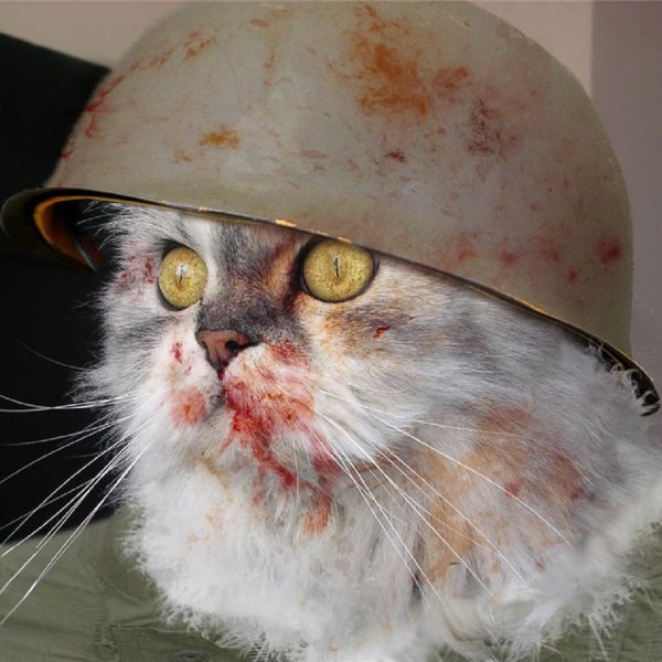 Боевой кот в каске