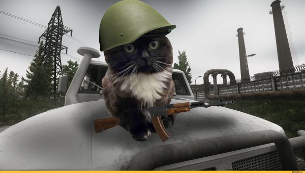 Чмоня килла