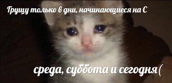 Котенок со слезами