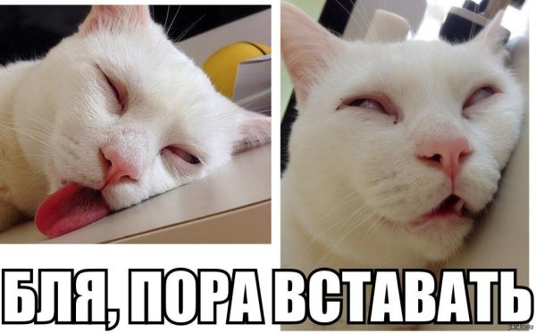 Просыпаемся картинки прикольные